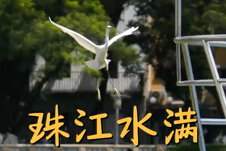  图集+视频｜珠江水满， 市民畅泳消暑需注意安全